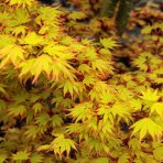 Javor dlaňolistý (Acer palmatum) ´ORANGE DREAM´ - výška 150 cm +, kont. C25L
